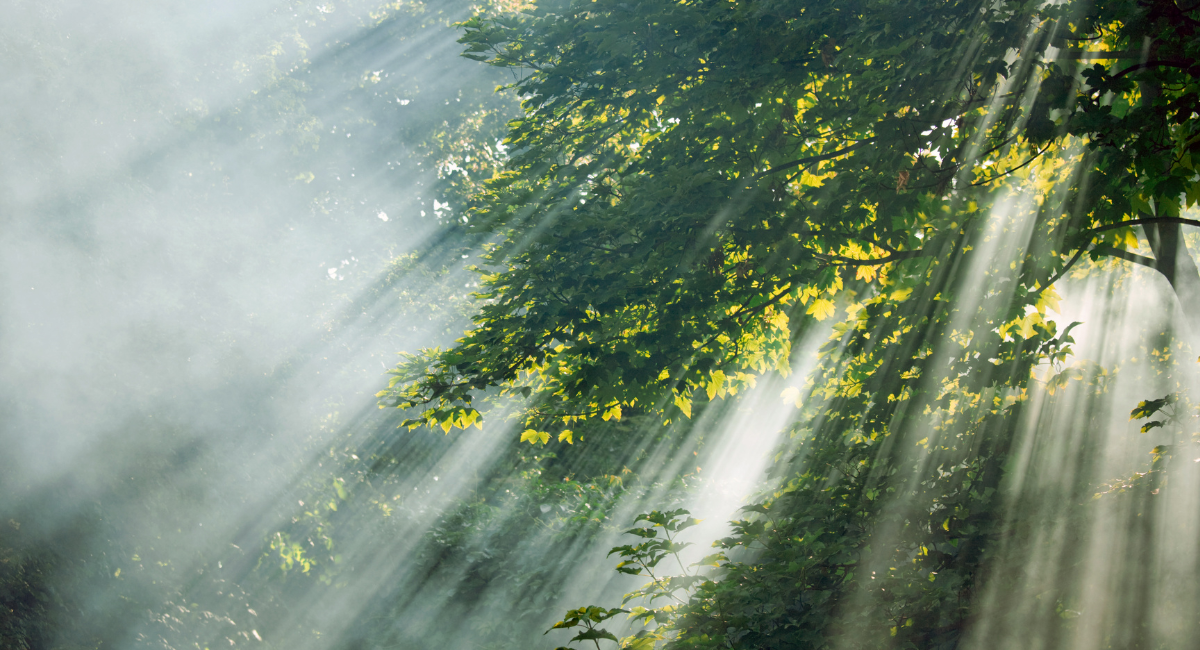 zonlicht groen natuur